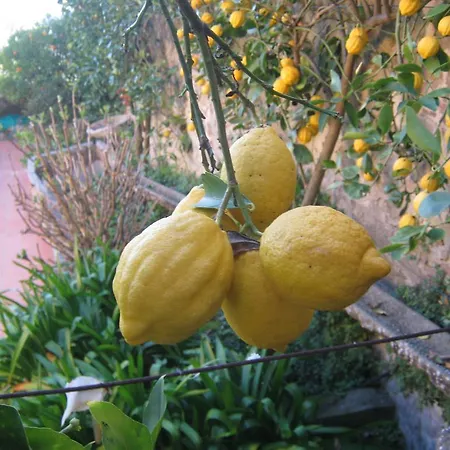 بيت للعطل Il Borgo Degli Agrumi Uzzano