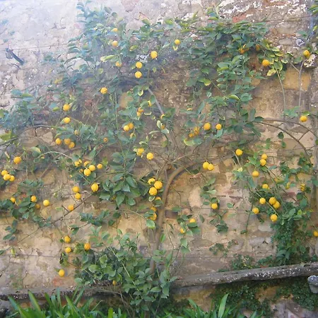 Il Borgo Degli Agrumi