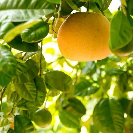 Il Borgo Degli Agrumi